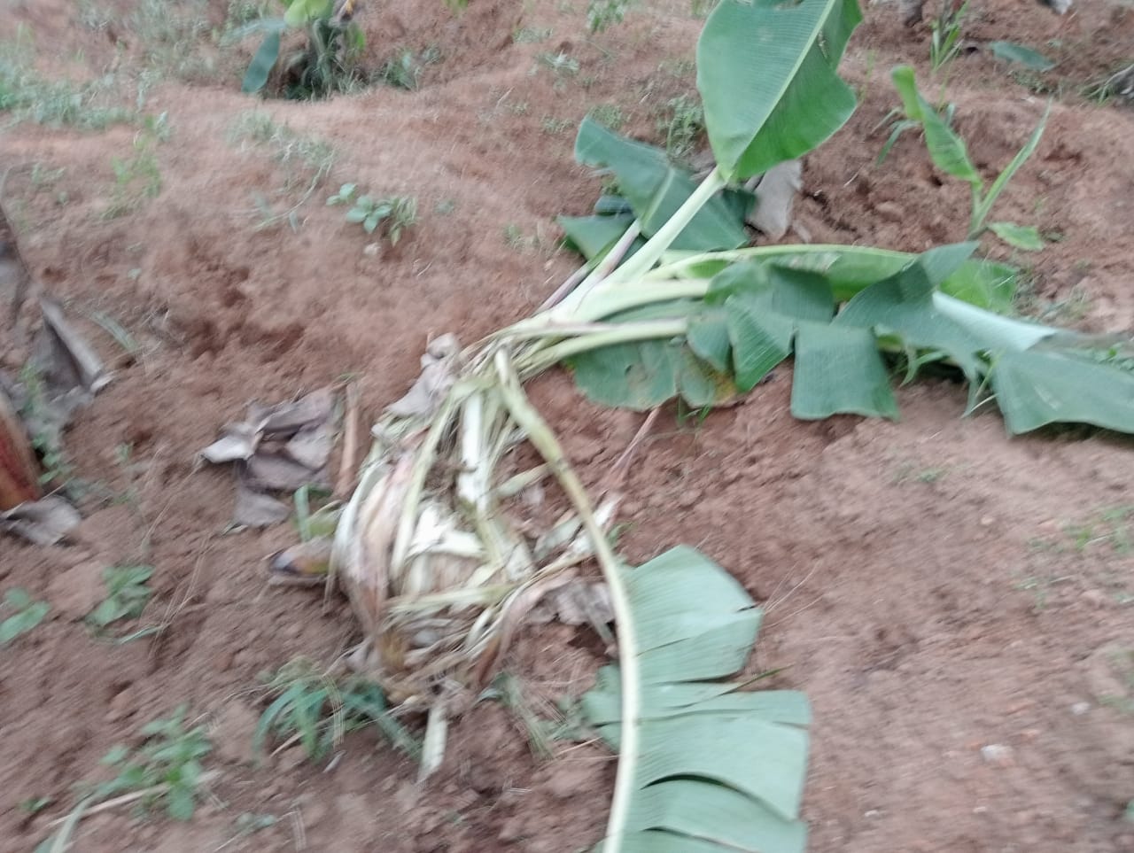 കാട്ടുപന്നി കൂട്ടം കാർഷിക വിളകൾ നശിപ്പിച്ചു